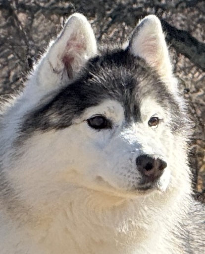 DANIEL（ダニエル）